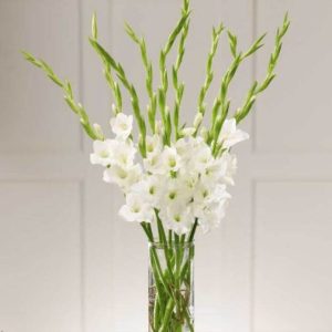 White Gladiolus